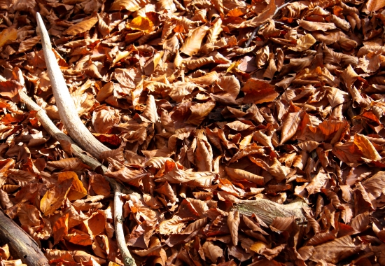 Novembrová prechádzka