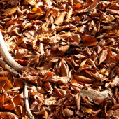 Novembrová prechádzka