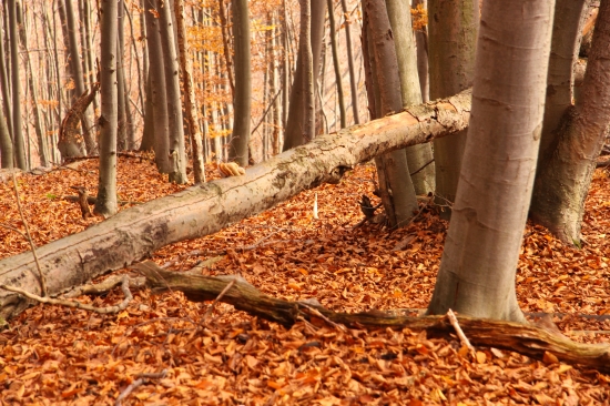 Prvý pohlad-šestorák