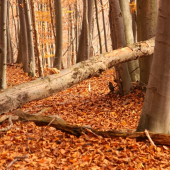 Prvý pohlad-šestorák