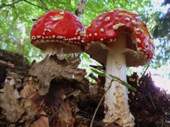 Muchotrávka červená