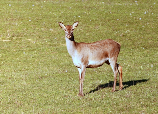jelenička