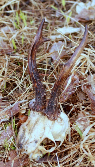 neprežil dlhú zimu