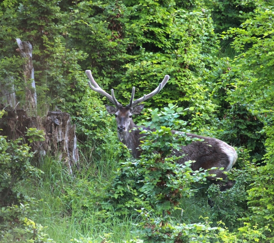 dnešné prekvapenie
