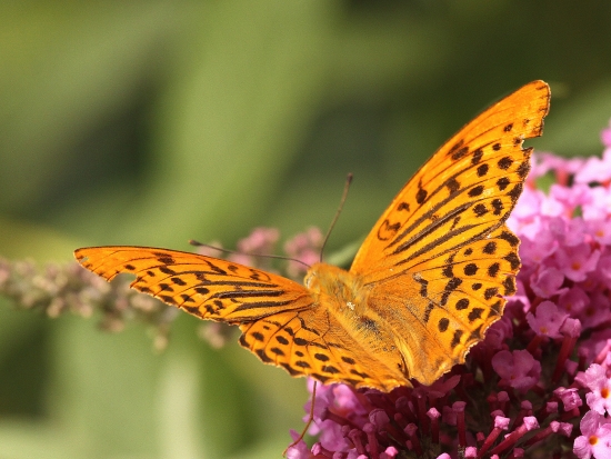 Perlovec striebristopásavý