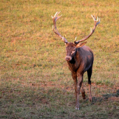 šesnástorák pod posedom