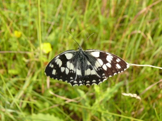 Očkán Timotejkový