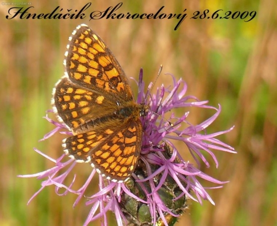 Hnedáčik Skorocelový