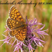 Hnedáčik Skorocelový