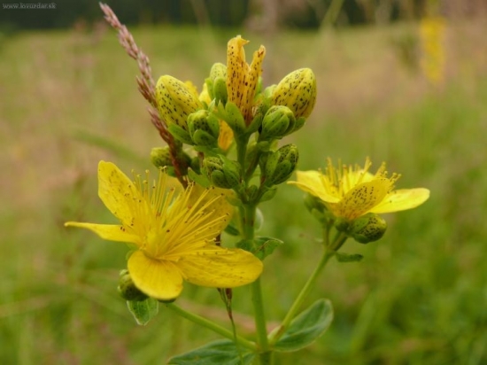 Lubovník Bodkovaný