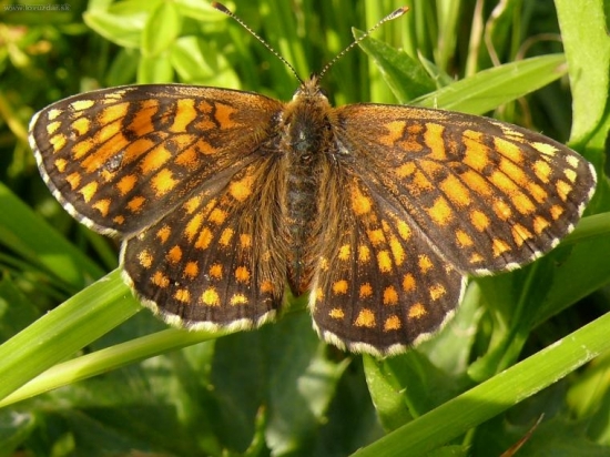 Hnedáčik Skorocelový