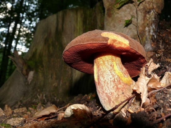 Hrýb Zrnitohlúbikovitý