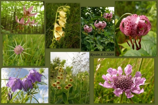 Kvety z jednéj lúky