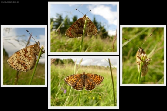 Hnedáčik skorocelový