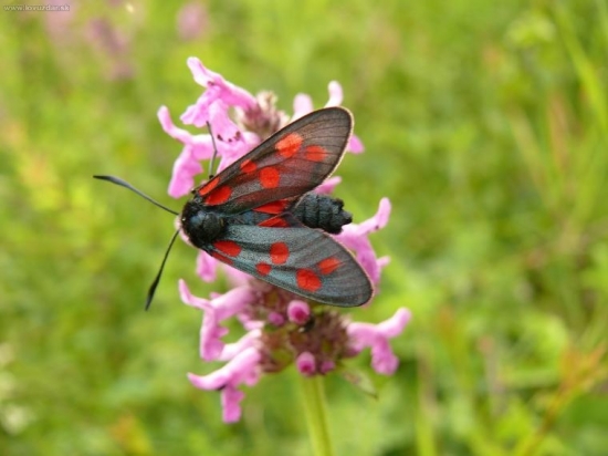 Vretienka obyčajná
