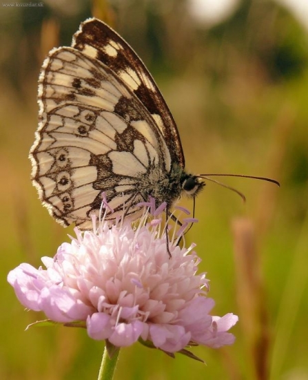 Očkán Timotejkový