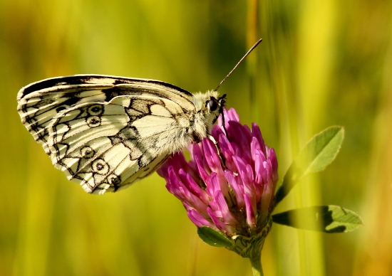 Očkán timotejkový