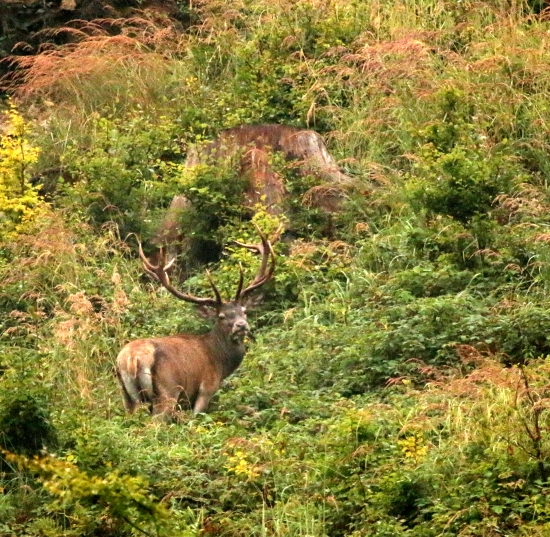 vytlcený dvacatorák