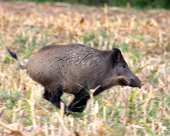 skokan
