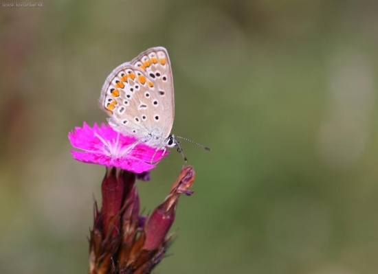 Madráčik obyčajný