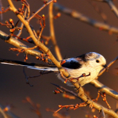 Mlynárka dlhochvostá