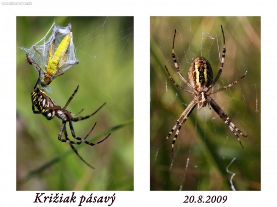 Križiak Pásavý