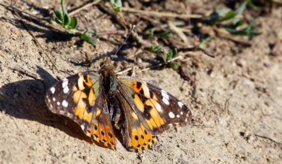 Babôčka bodliaková