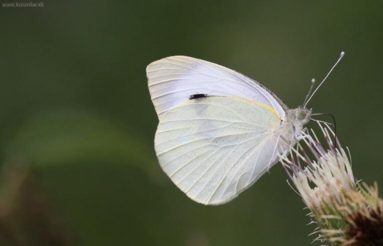 Mlynárik kapustový