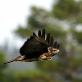 myšiak