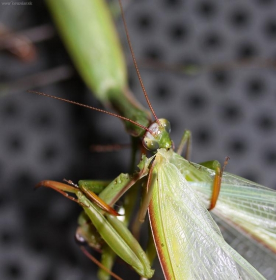 Modlivka požrala Modlivku...