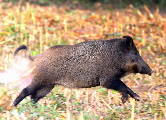 po zásahu