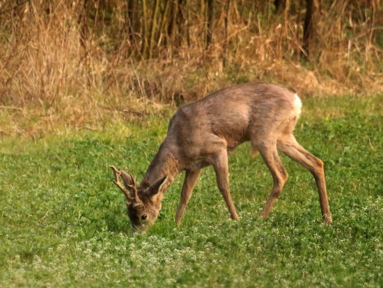 srnec