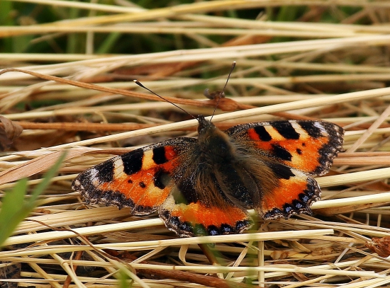 babočka žihlavová