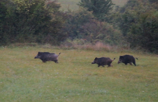 Jasenovské