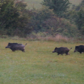 Jasenovské