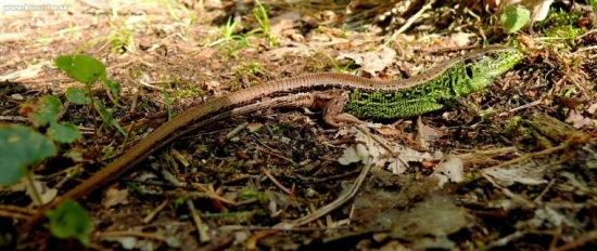 Jašterica krátkohlavá