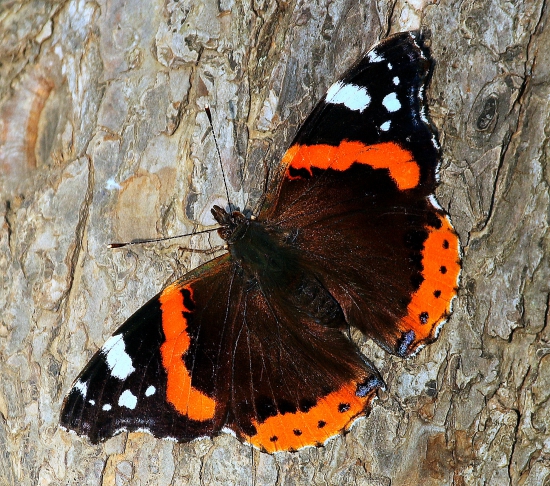 septembrova babočka