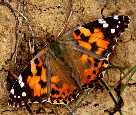 Babôčka bodliaková