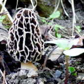 smrčok