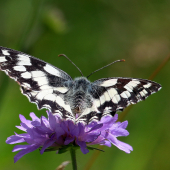 očkán