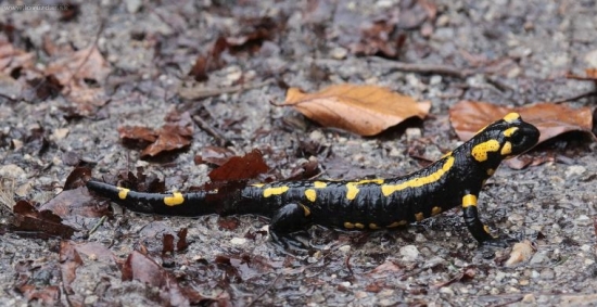 Salamandra