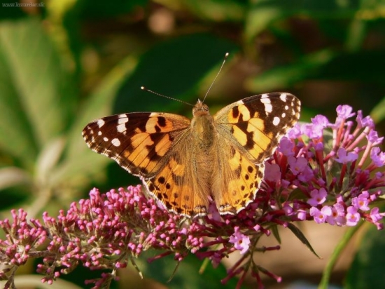 Babôčka bodliaková