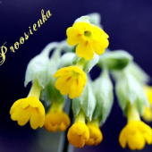Prvosienka