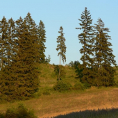 Les v Jasenovom
