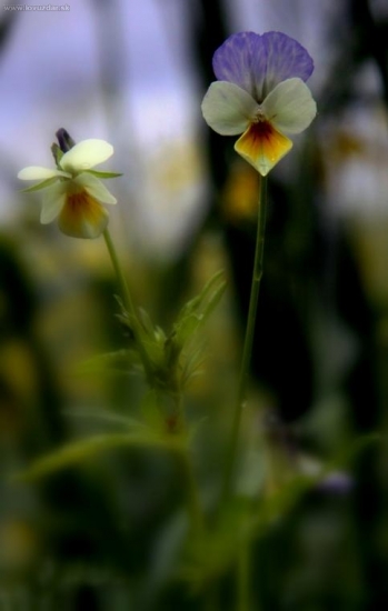 Fialka trojfarebná