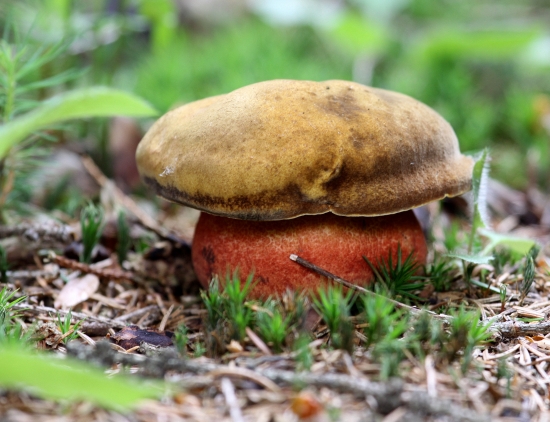 Hríb zrnitohlúbikový