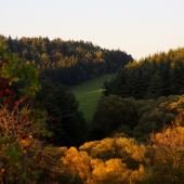 na prechádzke.Galkop