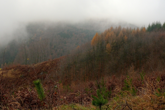 Chvojnica