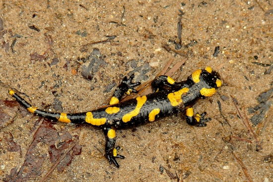 Salamandra