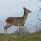 tela